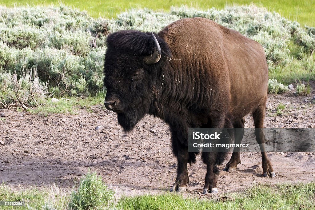 Bisonte americano - Foto de stock de Aire libre libre de derechos