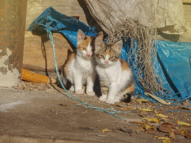 los gatos sin hogar necesitan un nuevo hogar.  bebégatos callejeros - domestic cat city life animal pets fotografías e imágenes de stock