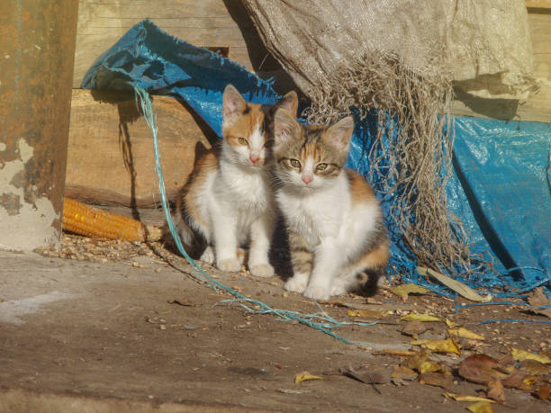 Homeless cats need a new home. Baby stray cats Homeless wild cats on dirty street. Stray cats in the city. Group homeless cats. Friendly cats on the street. stray cat stock pictures, royalty-free photos & images