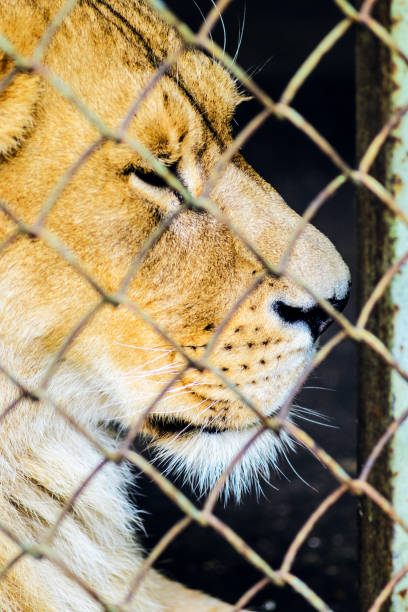 istock The lion in captivity in a zoo behind bars. 1159823300