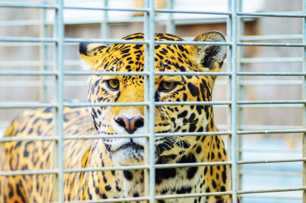 Portrait of Jaguar Close Up. Panthera Onca, Big Cat in a Zoo Cage