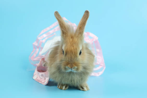 istock young cute brown easter bunny rabbit with pink skirt on blue background 1159823799