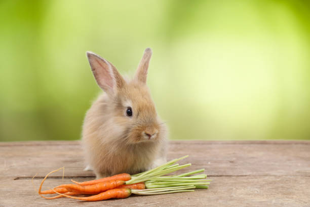 cute brown easter bunny rabbit on wood with carrots and green leave background