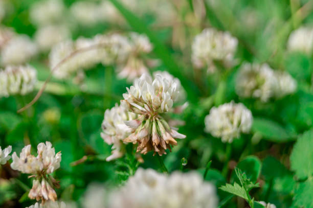 istock Trifolium repens. The white clover grows on a meadow 1159825067