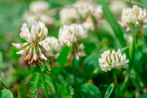 istock Trifolium repens. The white clover grows on a meadow 1159825083