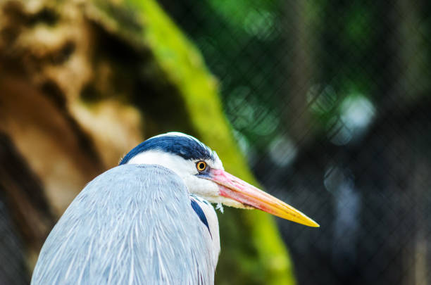 A Grey Heron Ardea Cinerea in the Zoo. Tall and Long-Legged Predatory Bird. Blur background