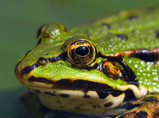 istock Edible Frog in pond 05 115982573