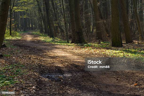 Road - Fotografie stock e altre immagini di Acqua - Acqua, Acqua stagnante, Albero