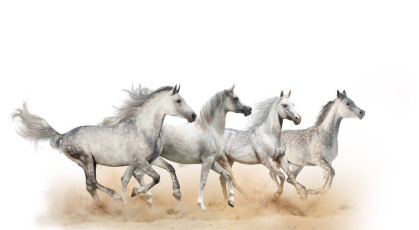 istock Four beautiful arabian horses running 1159826381