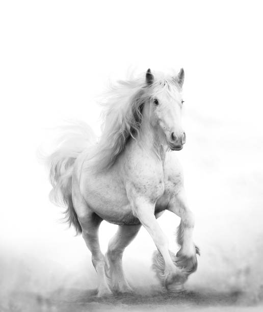 istock Beautiful snow white shire horse 1159826383