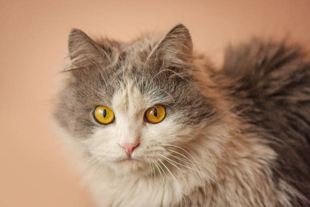 istock Lovely white cat at home. Beautiful white grey cat 1159826657