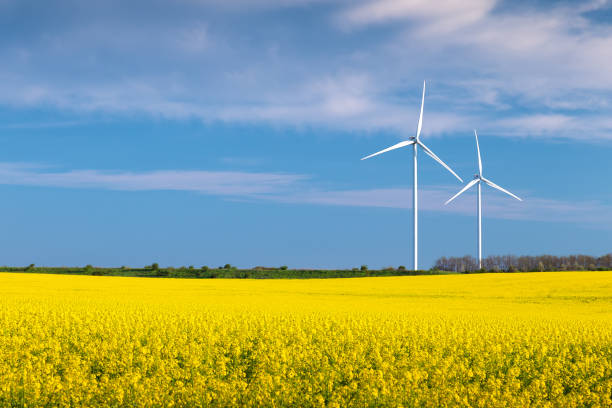 istock Two wind turbines in a rapeseed field with blue sky and clouds 1159826794