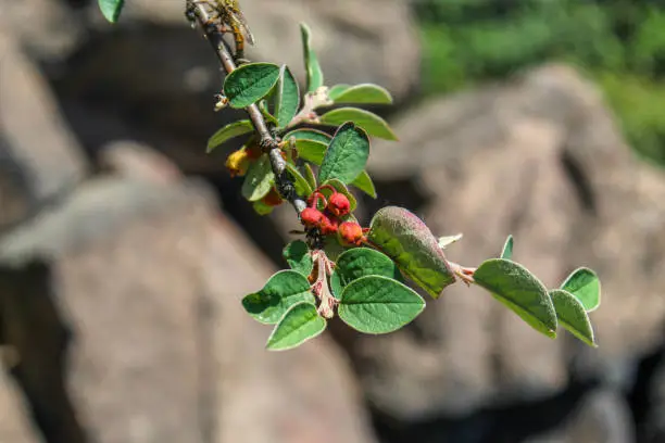 Photo of Branch with flower buds Cotoneaster integerrimus, 'Common cotoneaster', 'Gewöhnliche Zwergmispel', 'Cotonéaster commun', 'Cotognastro minore'