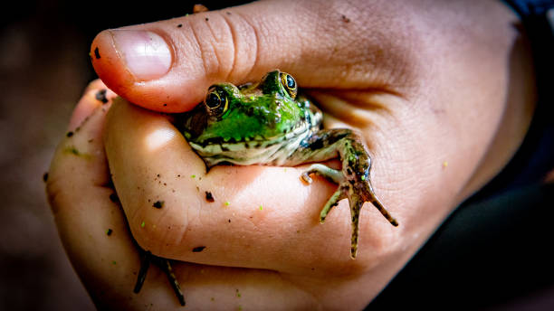 Frog in the Hand stock photo