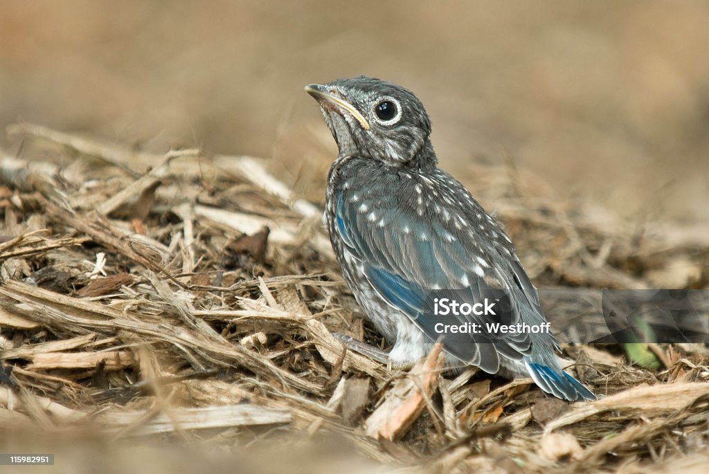 Baby Bluebird - Zbiór zdjęć royalty-free (Młody ptak)