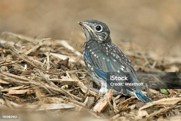 Baby Bluebird - zdjęcia stockowe i więcej obrazów Młody ptak - Młody ptak, Błękitnik, Bez ludzi