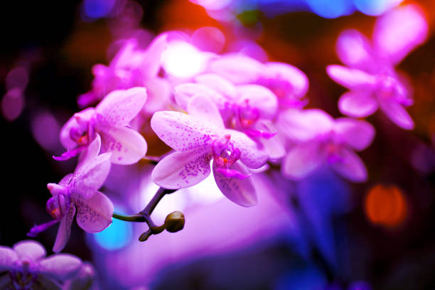 Neon toned orchid flowers Background. Jungle purple pink lights composition