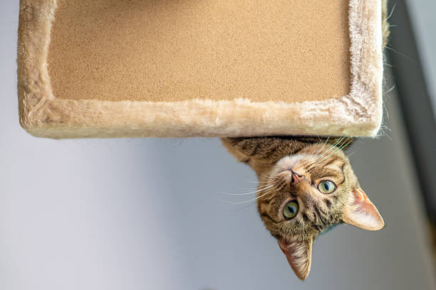 cute cat playing on a tower - down view imagens e fotografias de stock