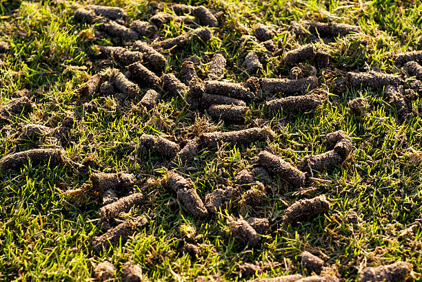 Aerated lawn stock photo