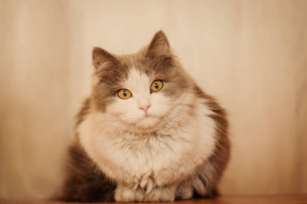 istock Lovely white cat at home. Beautiful white grey cat 1159831254