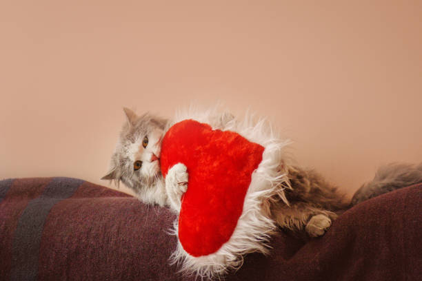 istock Cat with toy heart. Gray kitten and red heart 1159832776