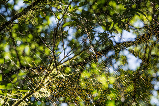 backlit spider in web with a green background