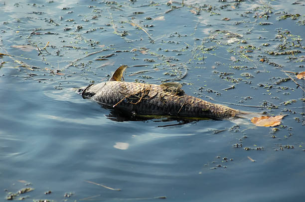 989 Fish Dead Animal Water Pollution Pollution Stock Photos, Pictures & Royalty-Free Images - iStock 989 Fish Dead Animal Water Pollution Pollution Stock Photos, Pictures & Royalty-Free Images - iStock