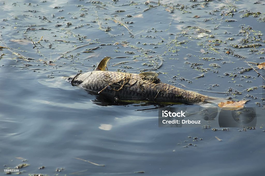 Zanieczyszczone river - Zbiór zdjęć royalty-free (Ryba)