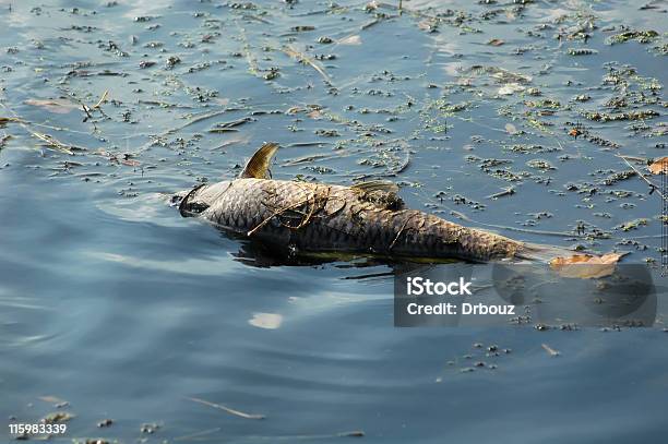 Загрязненные Река — стоковые фотографии и другие картинки Рыба - Рыба, Смерть, Карп