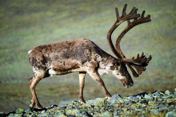 istock Reindeer big antlers 1159834280