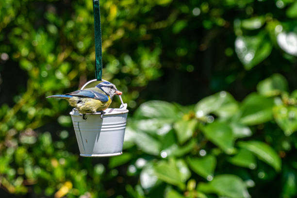 istock Bluetit (Cyanistes caeruleus) garden bird eating from suet bird feeder 1159834698