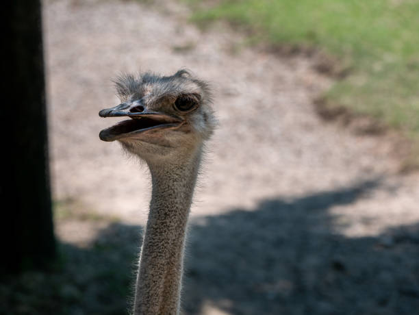 istock A Portrait of an Ostrich 1159836005