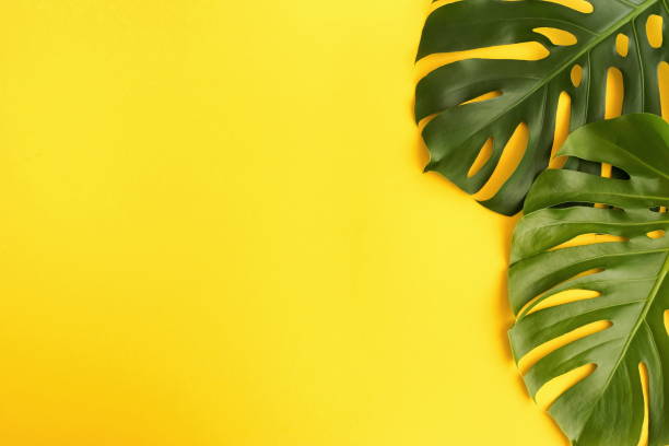 istock Green tropical monstera leaves on yellow background top view. Copy space 1159836212