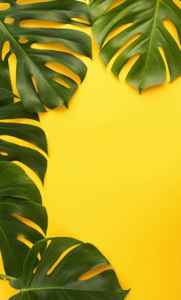 istock Green tropical monstera leaves on yellow background top view. Copy space 1159836376