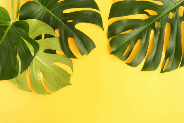 istock Green tropical monstera leaves on yellow background top view. Copy space 1159836505