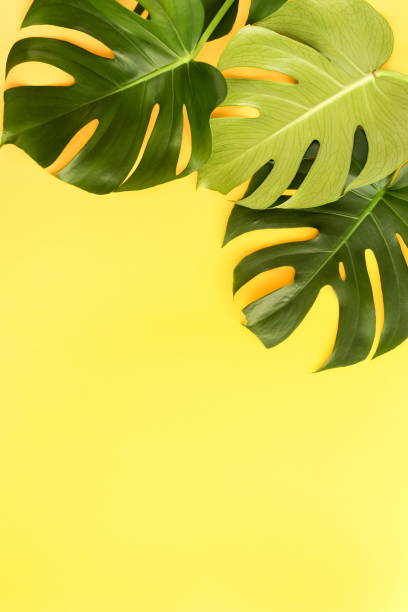istock Green tropical monstera leaves on yellow background top view. Copy space 1159837160