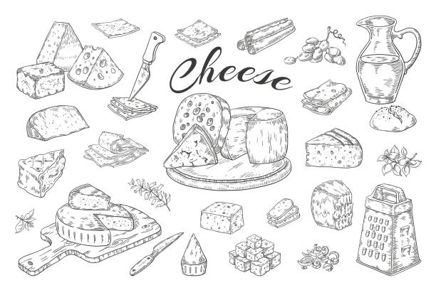 ilustraciones, imágenes clip art, dibujos animados e iconos de stock de esbozo de queso. productos lácteos dibujados a mano, rodajas de comida gourmet, brie de parmesano cheddar. ilustración vintage de desayuno vectorial - queso