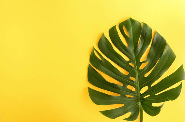 istock Green tropical monstera leaves on yellow background top view. Copy space 1159837451