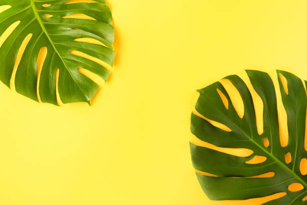 istock Green tropical monstera leaves on yellow background top view. Copy space 1159837510