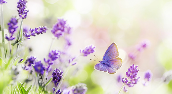 Blossoming Lavanda y mariposa fondo de verano photo