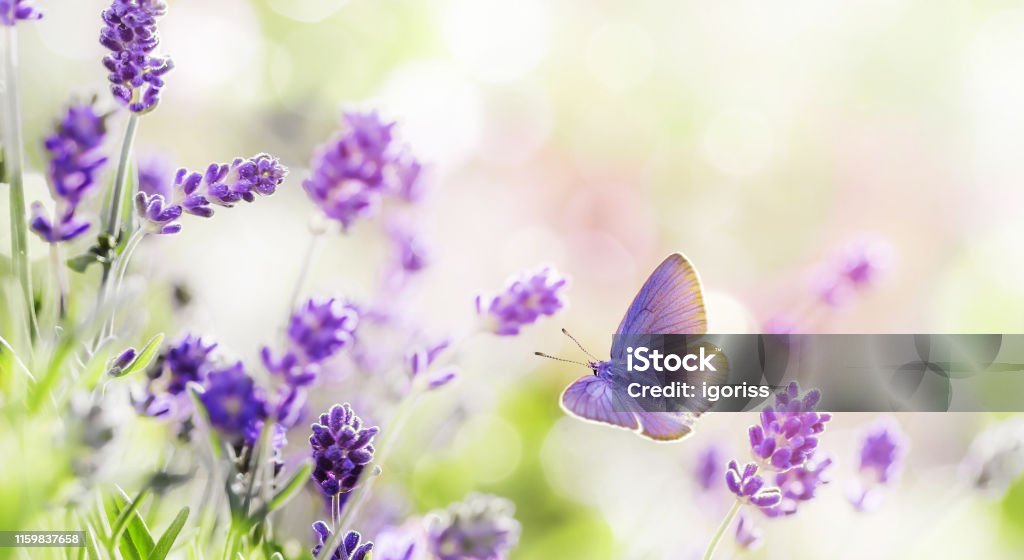 Blossoming Lavender and butterfly summer background Blossoming Lavender flowers with flying butterfly background . Lavender field at lit by morning sunlight. Purple flowers of lavender. Summer background. Flower Stock Photo