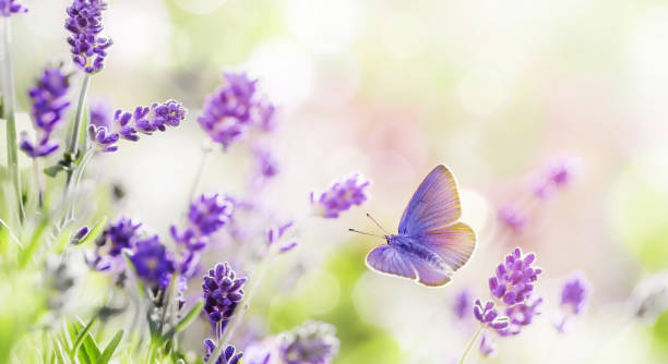 Blossoming Lavender and butterfly summer background Blossoming Lavender flowers with flying butterfly background . Lavender field at lit by morning sunlight. Purple flowers of lavender. Summer background. violet flower photos stock pictures, royalty-free photos & images