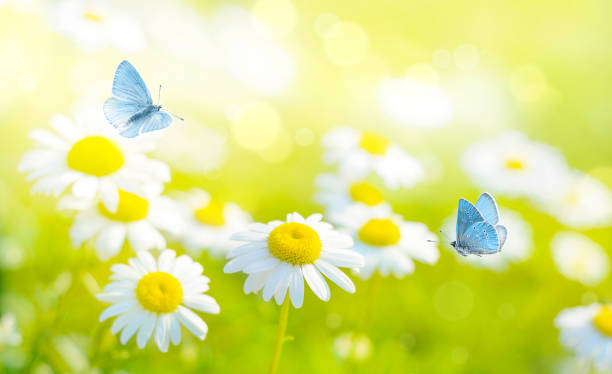 istock Flying butterflies on daisy flowers field 1159837669