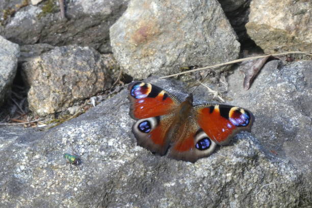 istock butterfly accompanied by a green fly 1159837819