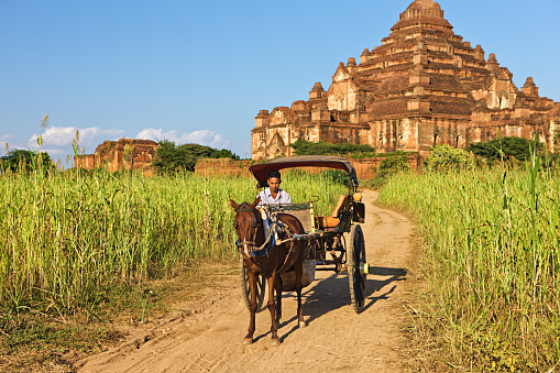 Young man riding on his horse cart near temple in Bagan, Myanmar (Burma)