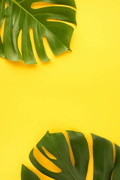 istock Green tropical monstera leaves on yellow background top view. Copy space 1159837913
