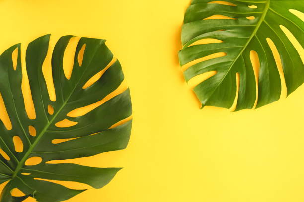 istock Green tropical monstera leaves on yellow background top view. Copy space 1159837929