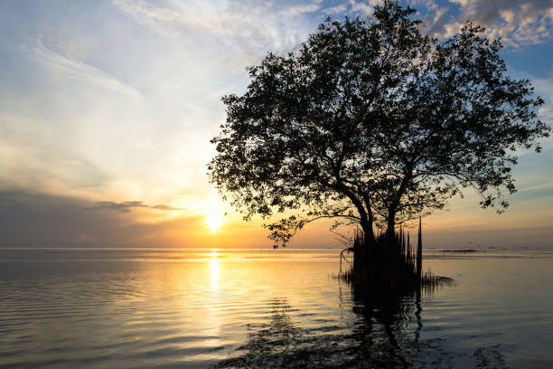 istock Silhouette of Mangrove apple tree with beautiful sunrise sky background, Cork tree 1159838046
