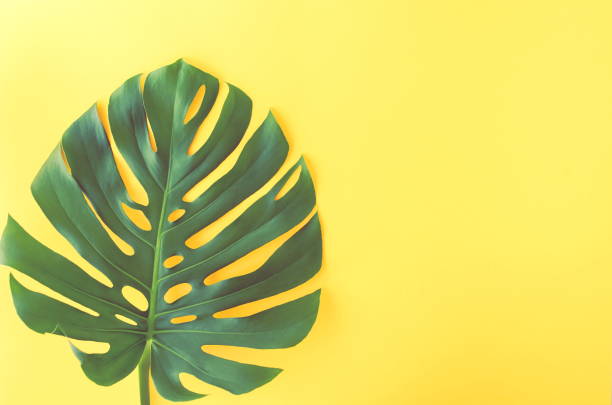 istock Green tropical monstera leaves on yellow background top view. Copy space 1159838220