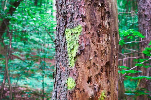 Exclamation mark on a tree with clues to parasite cases